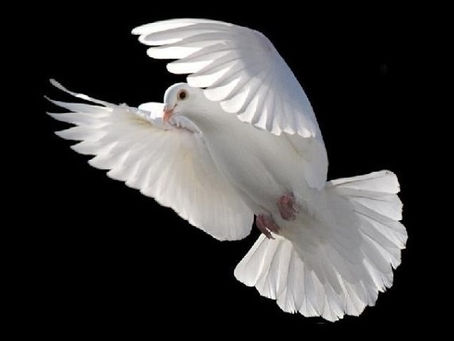 Dove