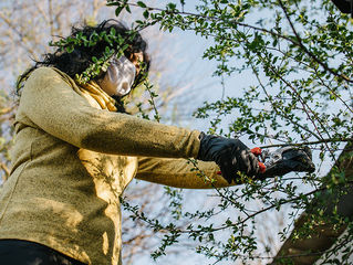 Proper pruning is all about the right tools