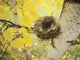 What is empty nest syndrome?
How do you cope with it?