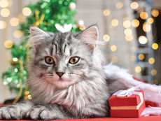 What Greater Gift than the Love of a Cat