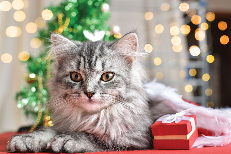 rather long-haired cat next to a wrapped gift box and tree in back