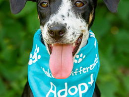Save a Life by Adopting a Shelter Pet