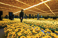Visitor walks through sunflowers at Van Gogh exhibit