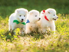 The Pre-Puppy Pick Up