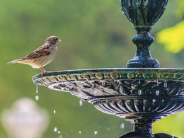 Birds are Essential for Your Yard