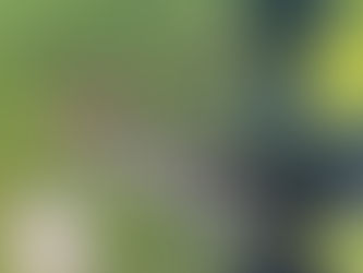 Birds are Essential for Your Yard