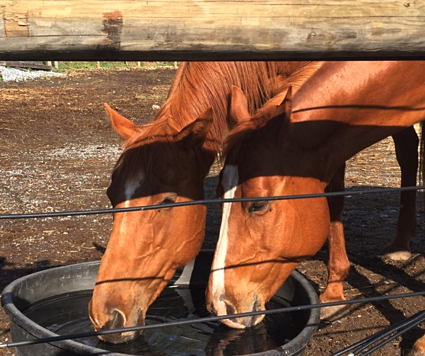 Little Springs Farm Home
