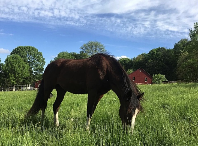 Little Springs Farm Home