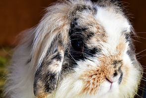 Cute Bunny