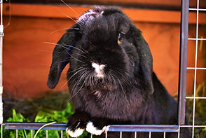 Cute Bunny