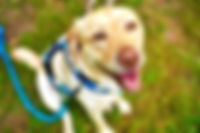 image1 (31).jpeg