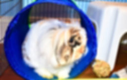image1 (11).jpeg