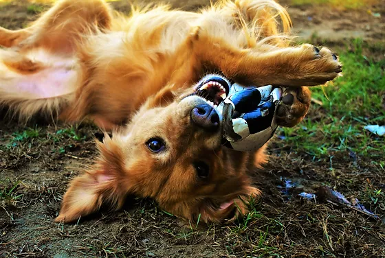 doggy day care bedford