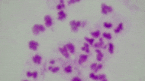 Public Health Bacteria GIF by Ansel Oommen.gif