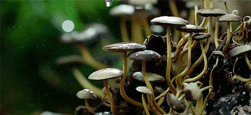 20bb5a29deb409b1ed9ada4f9697fb71.gif