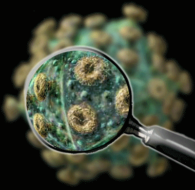 virus GIF.gif