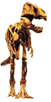 T-rex_bones.gif