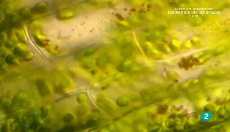 d38f499eae2bf349a3dc532c2bab05803ed9dd4c.gif