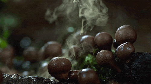 growing-mushrooms-timelapse-6.gif