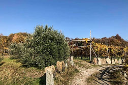 wine trekking.jpg
