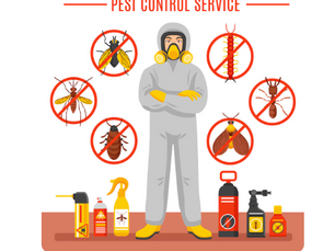 How to Deal with Pest Infestations and Clean Up in Edmonton Homes