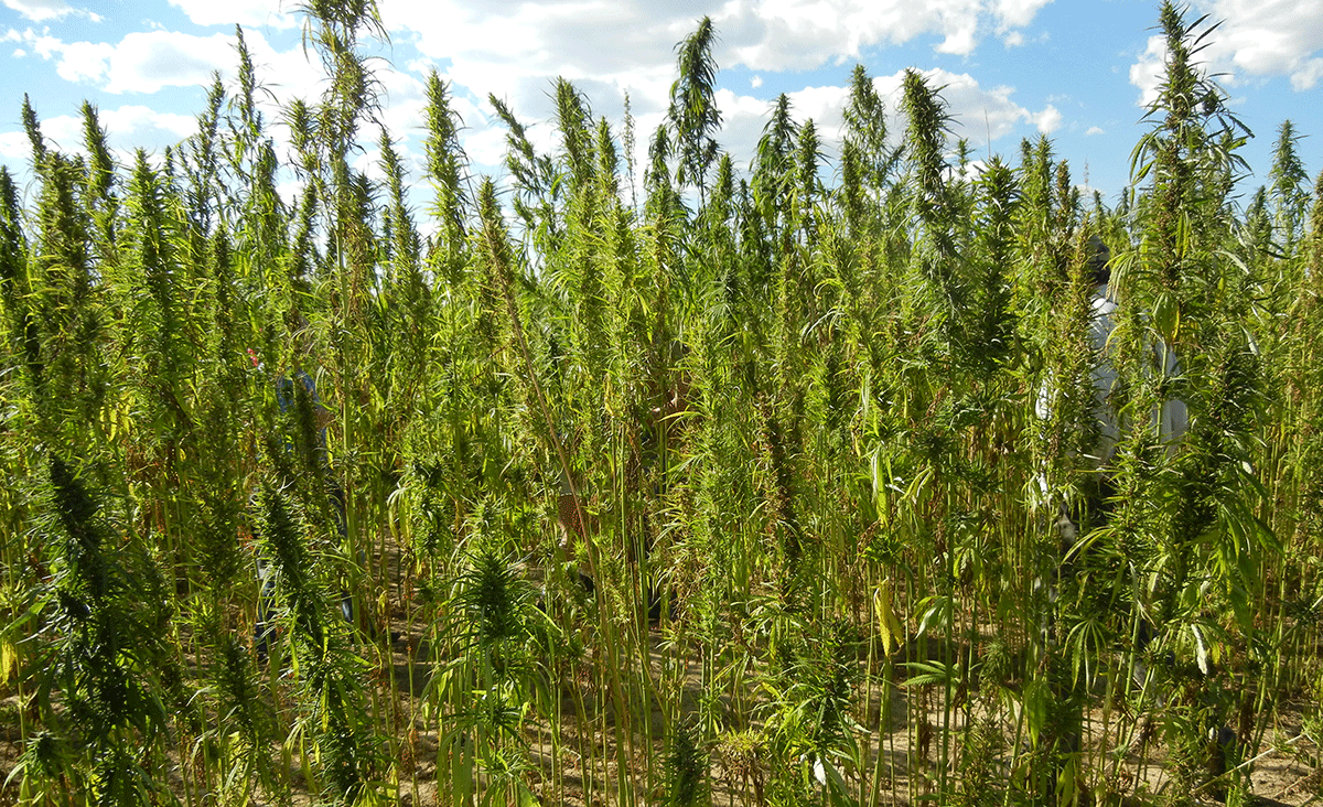 Colorado Hemp