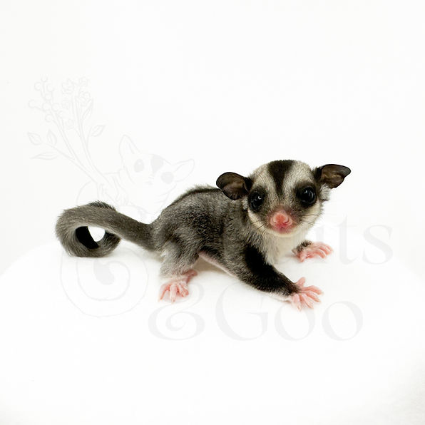 Sugar glider joey