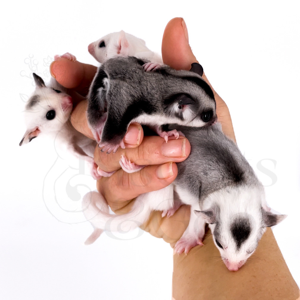 Usda sugar glider sales
