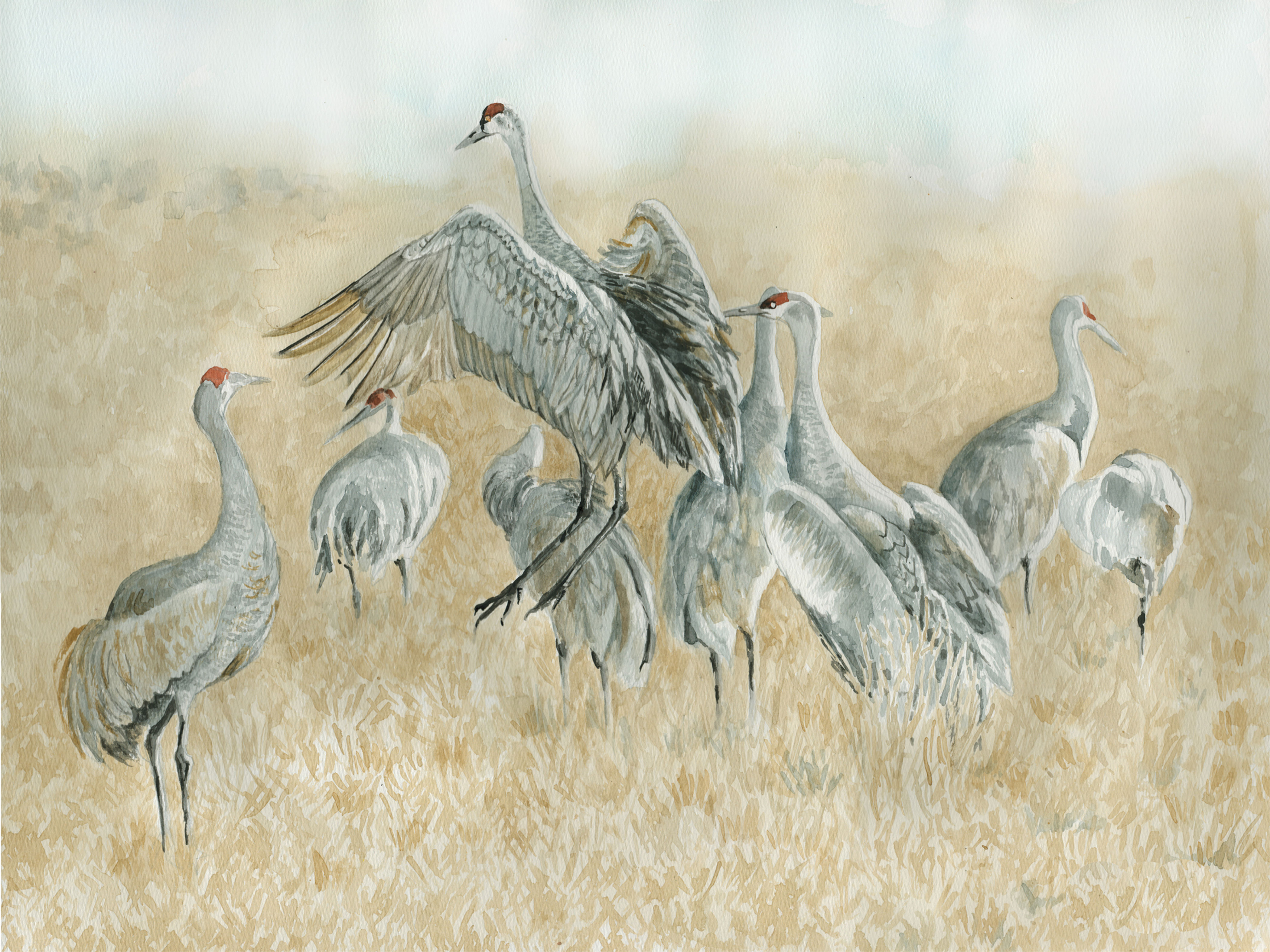 Sandhill Cranes: Dance of the Cranes