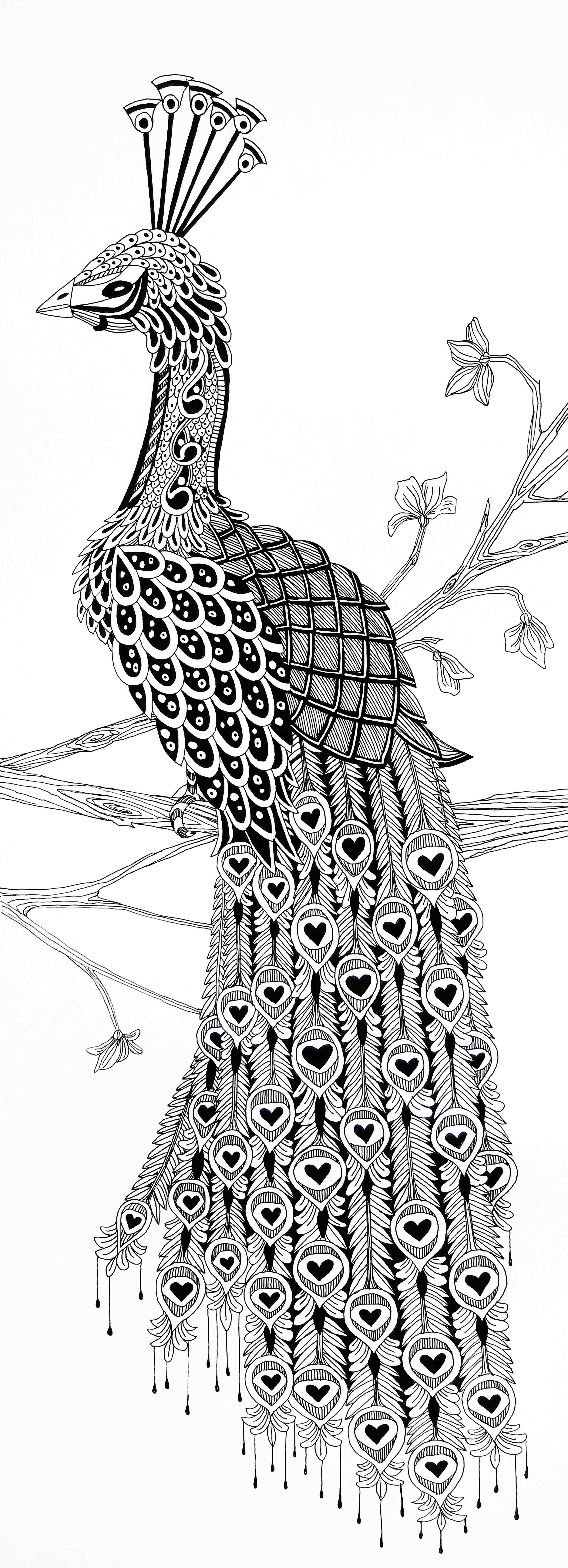 Peacock Looking Left