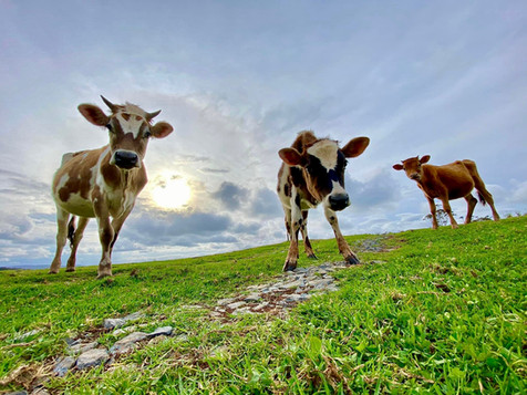 The locals