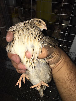 125791058_227997481989315_91997042577388