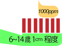 歯ブラシと歯磨きr量とフッ素濃度_6から14歳.png