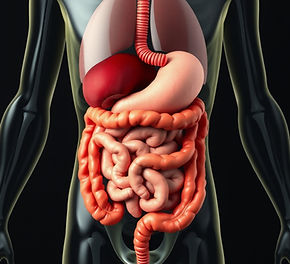 digestive system.jpg