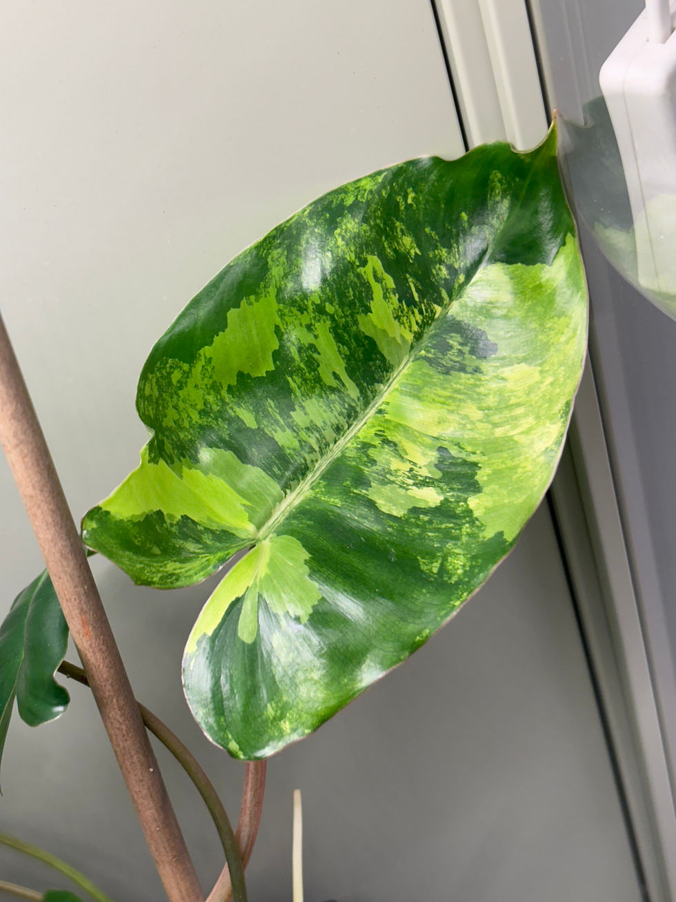 Thumbnail: Variegated Philodendron Burle Marx