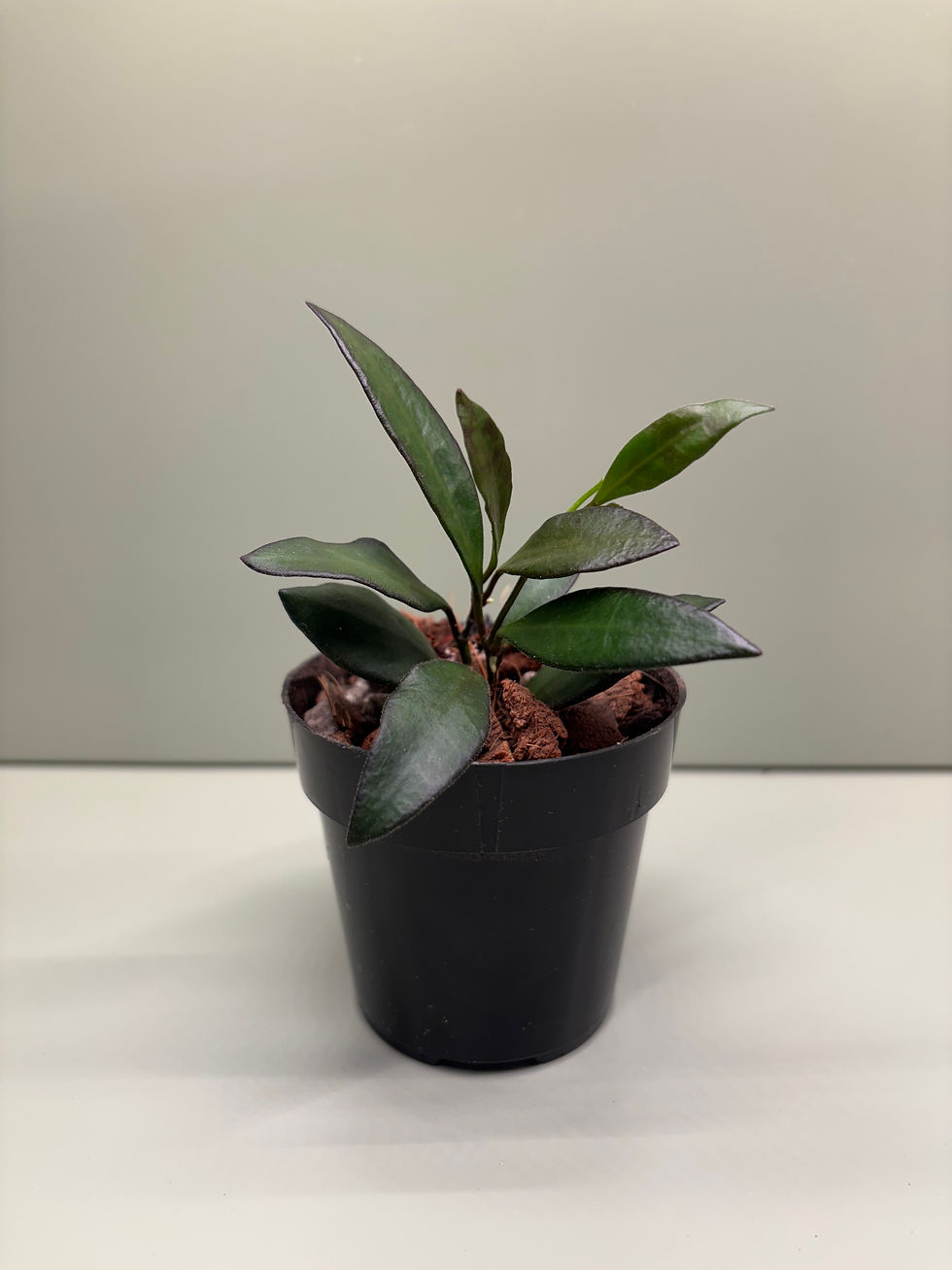 Thumbnail: Hoya Rosita