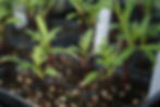 Garden and Greenhouse 021