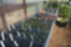 Garden and Greenhouse 020