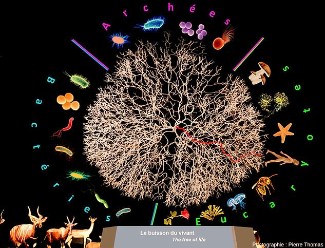 arbre phylogénétique du vivant - arbre de vie