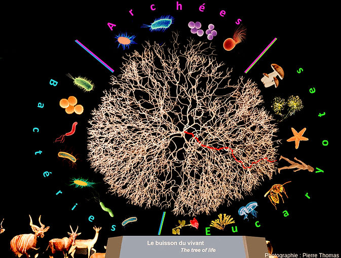 arbre phylogénétique du vivant
