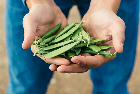 Peas - Jesse Nelson 4-15-19.JPG