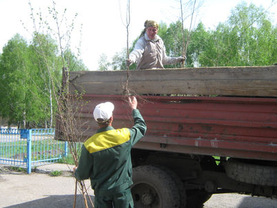 ПОСАДКА САЖЕНЦЕВ
