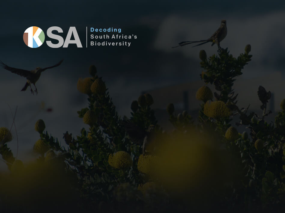 Birds flying amongst South African biodiversity