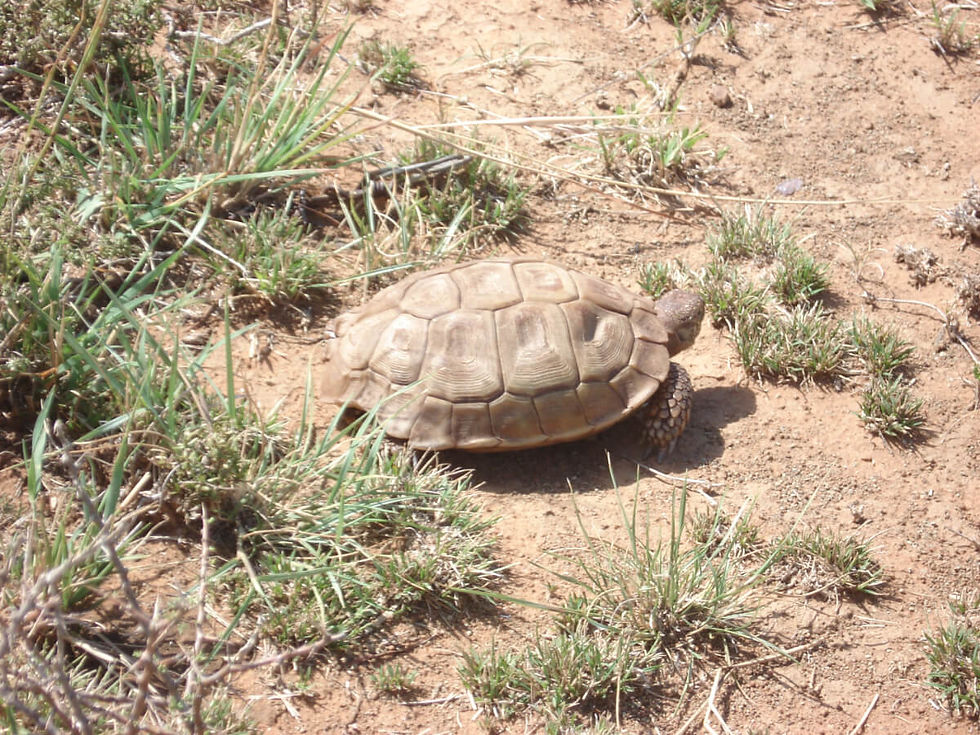 Species Card placeholder Image