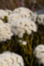 Species Card placeholder Image
