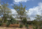 Species Card placeholder Image