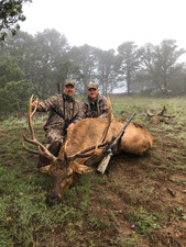 muzzy elk.jpeg