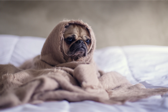 The "Can You Spot The Dog" Trick To Going Viral