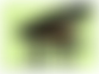 A história como farsa na tentativa de golpe de Bolsonaro