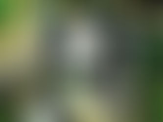 Julgamento de mandantes do assassinato de Marielle será divisor de águas